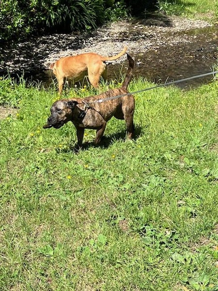 Pippi (Ellie's Canine Rescue & Rehome) Carousel 4