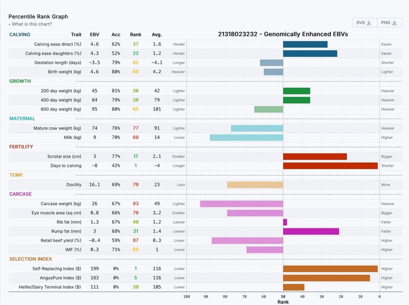 RIVERROCK 242 – STUD 2YO ANGUS BULL64526890608387113