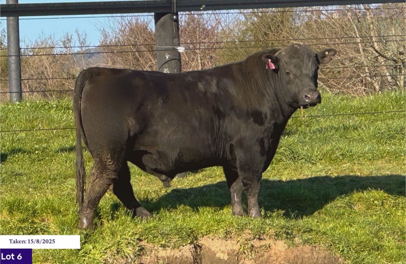 RIVERROCK 242 – STUD 2YO ANGUS BULL64526890608387110