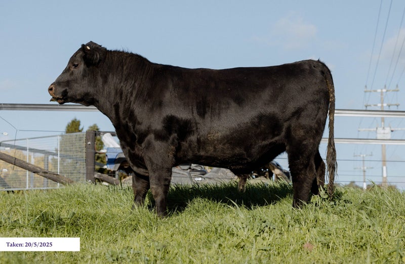 RIVERROCK 242 – STUD 2YO ANGUS BULL64526890608387112