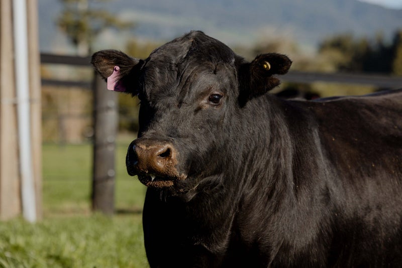 RIVERROCK 242 – STUD 2YO ANGUS BULL64526890608387111