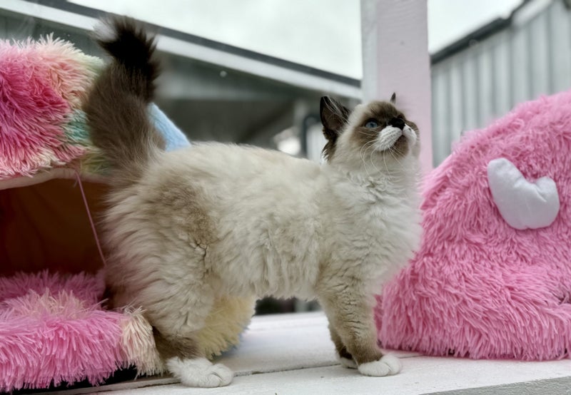 Beautiful Ragdoll Kittens!64527776783491112