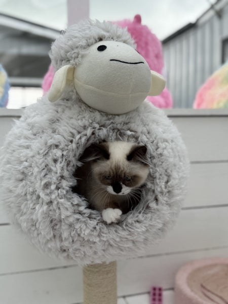 Beautiful Ragdoll Kittens!64527776783491113