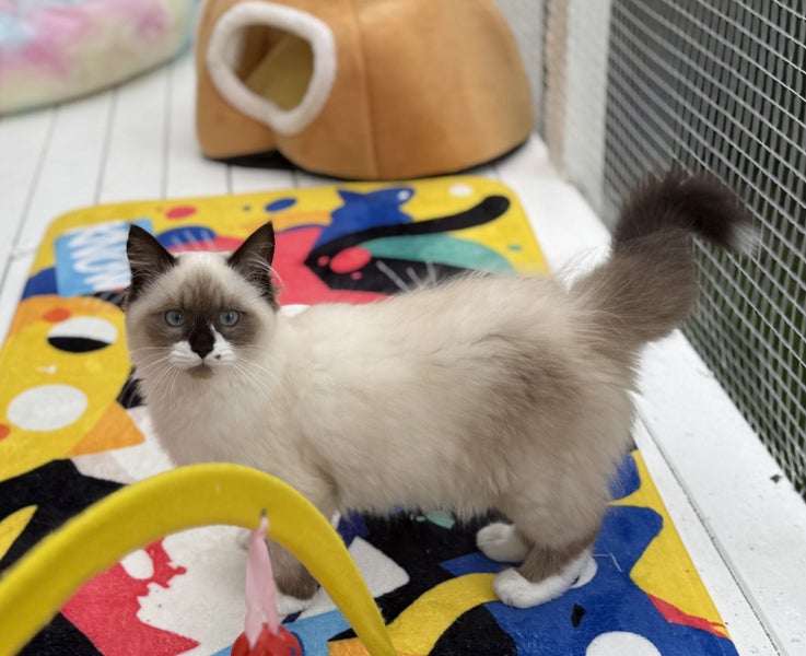 Beautiful Ragdoll Kittens!64527776783491114