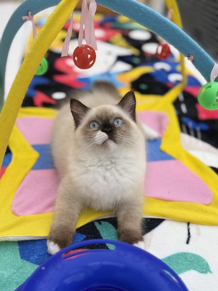Beautiful Ragdoll Kittens!64527776783491110