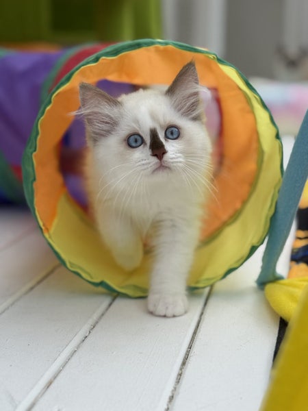 Beautiful Ragdoll Kittens!64527776783491111