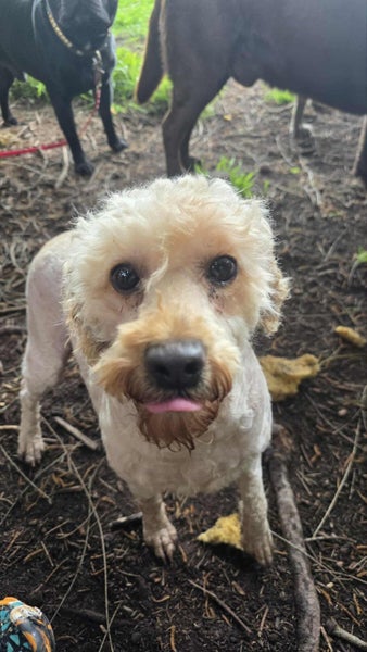 Banana Rescue Dog - TDRP Carousel 2