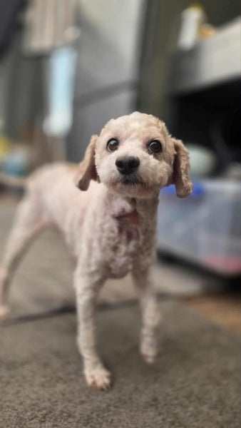 Orion Rescue Dog - TDRP Carousel 3