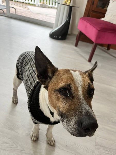 Vinnie Rescue Dog - TDRP Carousel 2