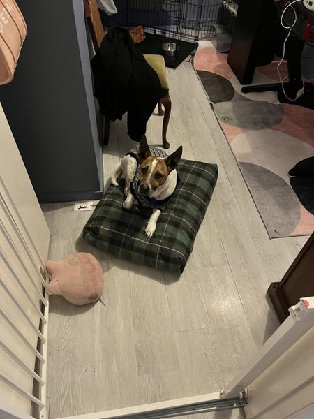 Vinnie Rescue Dog - TDRP Carousel 3