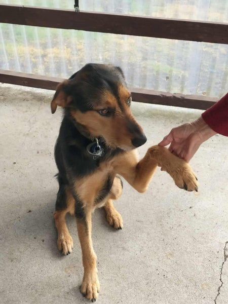 Aroha Nui Carousel 2