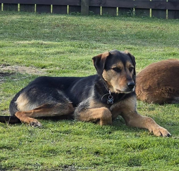 Aroha Nui Carousel 4