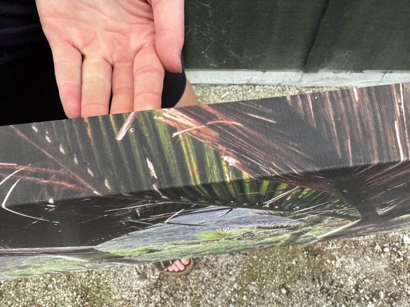 Printed Canvas of Heaphy Track Nikau palm glade Carousel 6