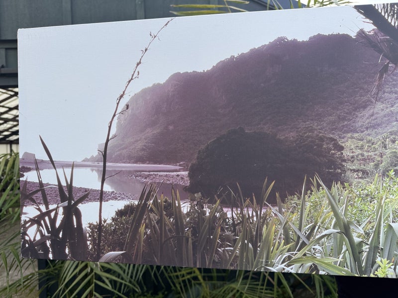 Printed Canvas of Heaphy Track Nikau palm glade Carousel 2