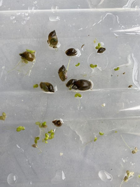 Pond/aquarium snails x10 Carousel 1