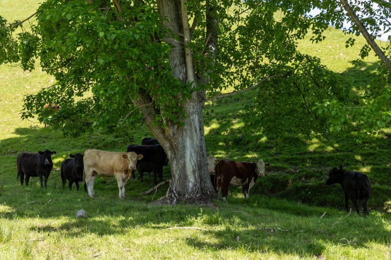 Mooo-ve Fast - This One Won't Last!64538605298818111