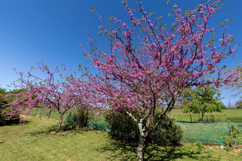 Big-Farm Feel, Little-Farm Price Tag64538605304963112