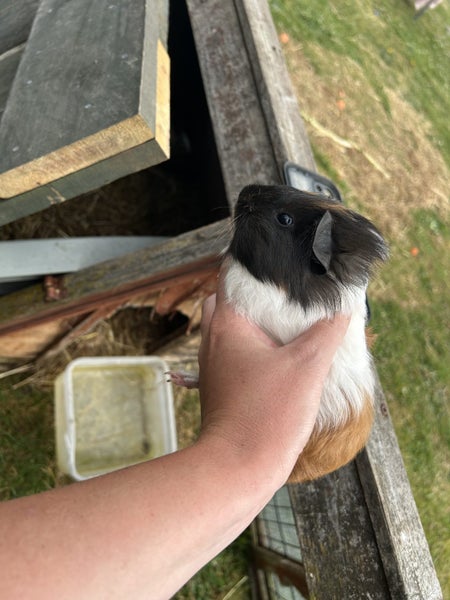 Guinea pigs Carousel 1