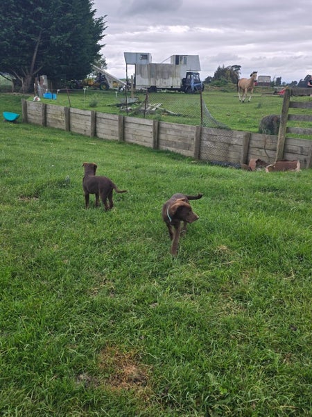 Purebred Kelpie Pups Carousel 20