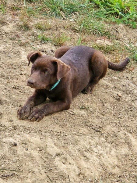 Purebred Kelpie Pups Carousel 1