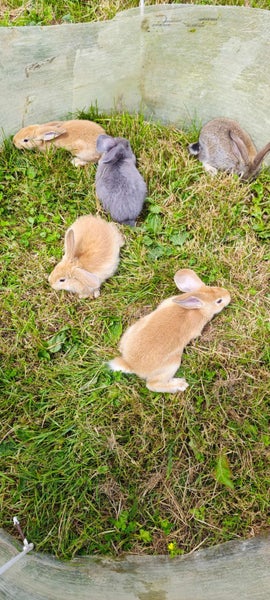 Pure Flemish Giant kits Carousel 7