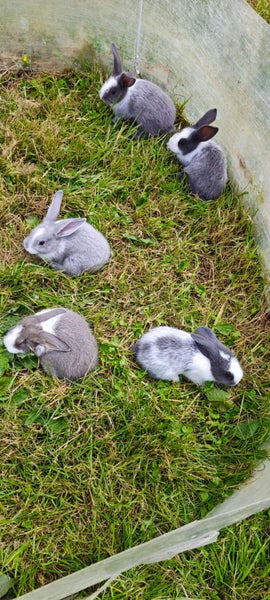 Pure Flemish Giant kits Carousel 1