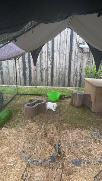Bonded Rabbits - Female & Male De Sexed Includes Living Space Carousel 2
