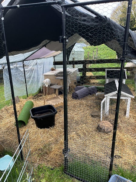 Bonded Rabbits - Female & Male De Sexed Includes Living Space Carousel 3