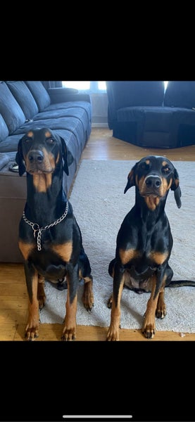 Doberman puppy’s Carousel 2