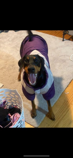 Doberman puppy’s Carousel 6