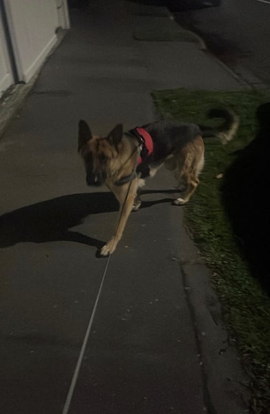 Pure German Shepherd blaze 19months Carousel 2