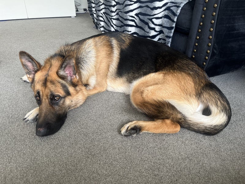 Pure German Shepherd blaze 19months Carousel 5