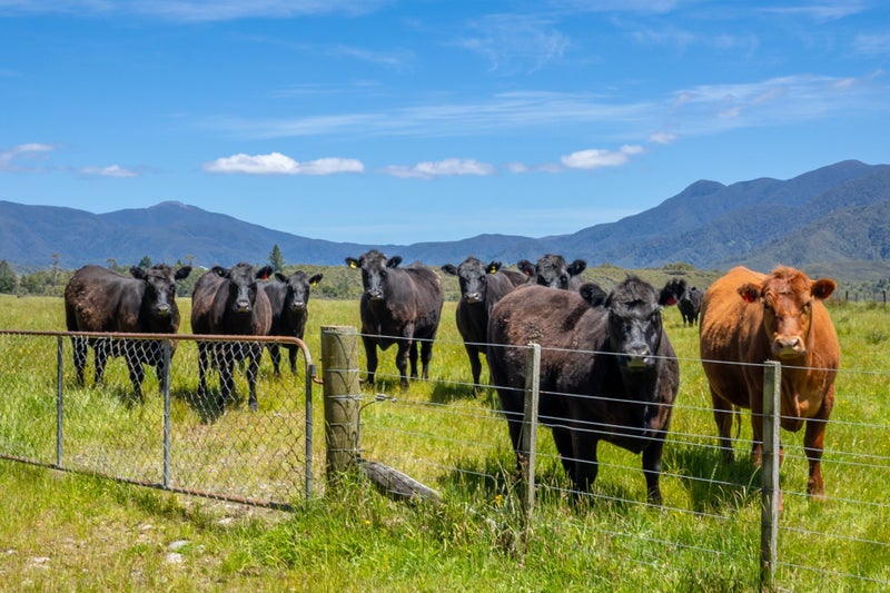 Where the Grass Really Is Greener64627273412865111