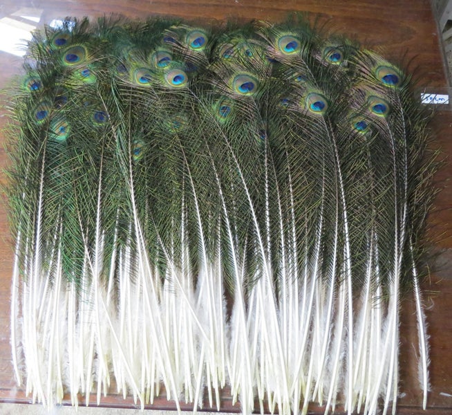 120 Peacock Eye Feathers $1 Reserve64550105918338110