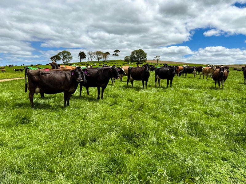 Dairy Unit with Scope64550074485122112