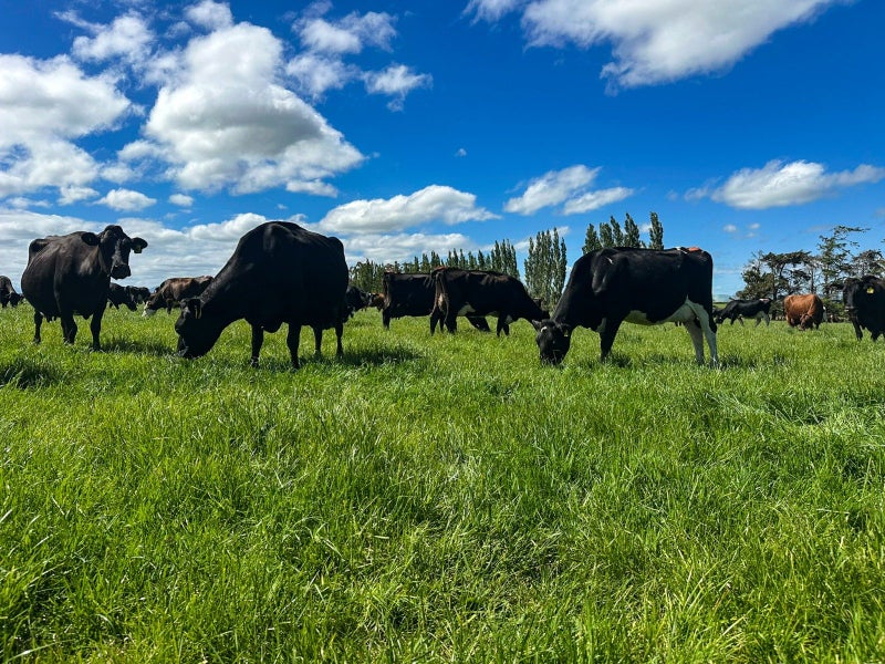 Dairy with Rotary64550566778753113