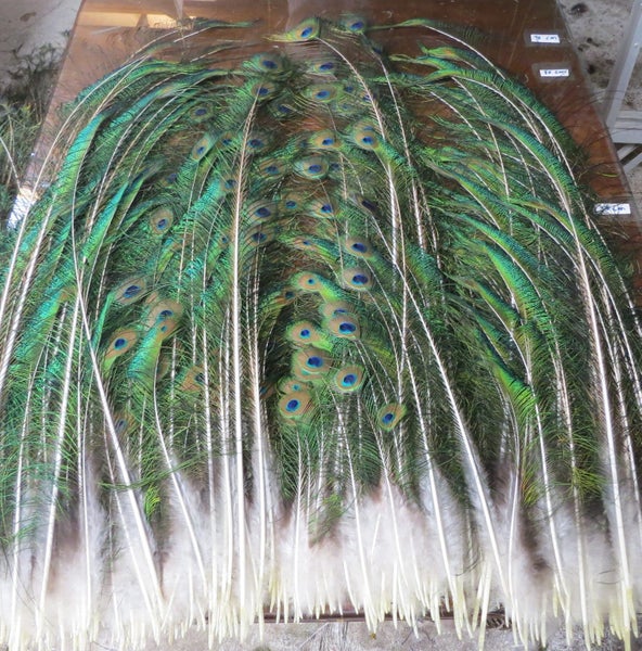 377 Peacock Sword and Sword Eye Feathers $1 Reserve64550895046913110