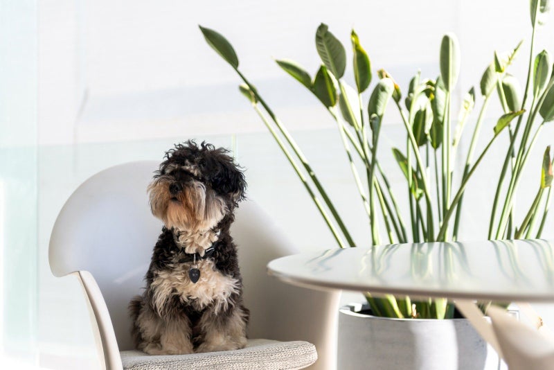 A rare designer-led transformation, like no other!64550966606977114