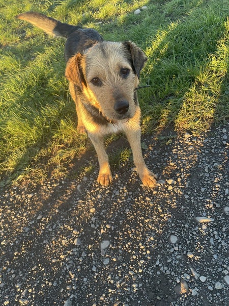 Labrador x Beardie Huntaway Carousel 6