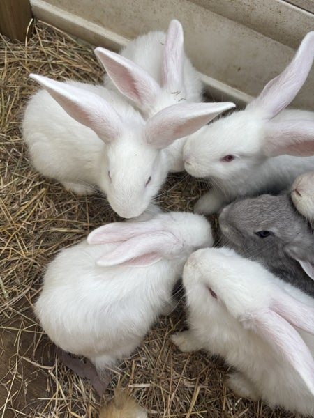 Purebred Flemish giant baby rabbits Carousel 17