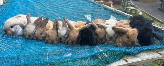 Purebred minilop baby rabbits Carousel 1