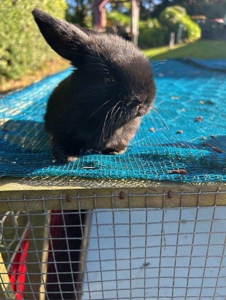 Purebred minilop baby rabbits Carousel 13