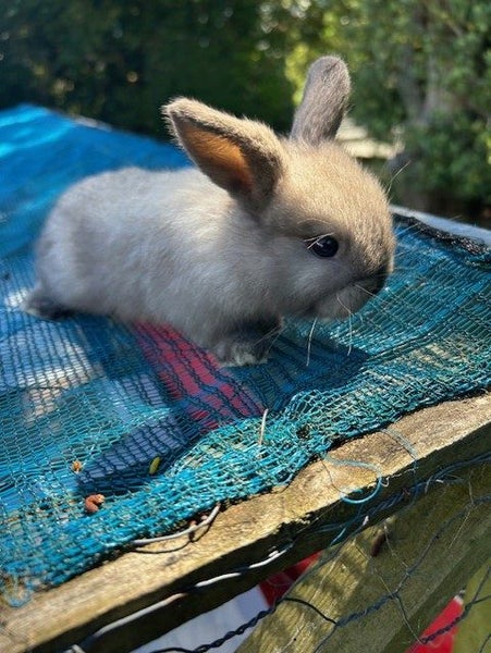 Purebred minilop baby rabbits Carousel 2