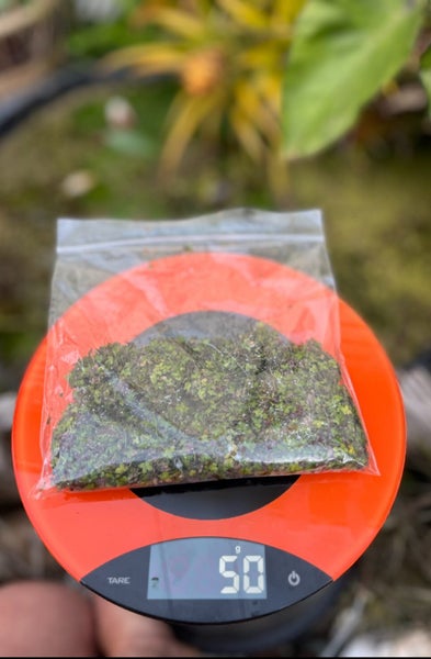 Duckweed - Lemna minor Carousel 1