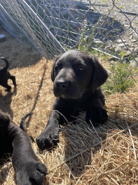 Labrador x Beardie Huntaway Carousel 2