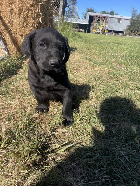 Labrador x Beardie Huntaway Carousel 1
