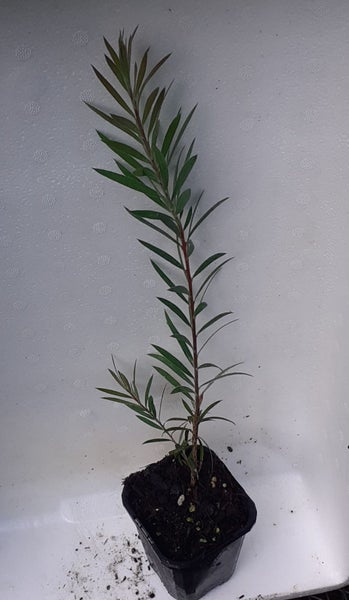 Callistemon Western Glory Carousel 3