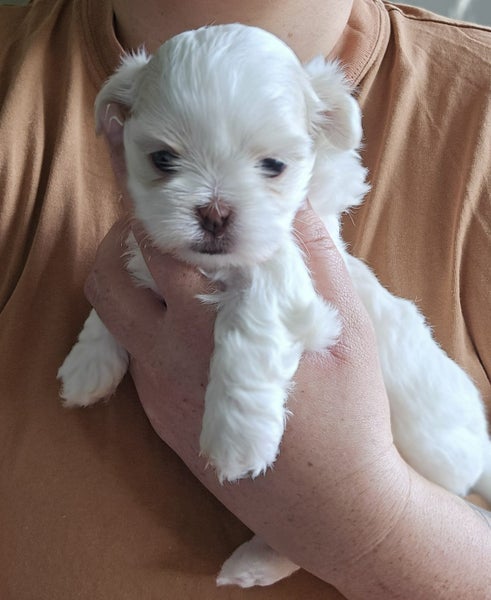 Maltese x Shitzu Puppies64559512201601111