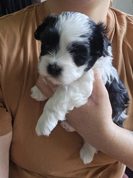 Maltese x Shitzu Puppies64559512201601112