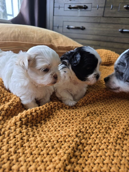 Maltese x Shitzu Puppies64559512201601113
